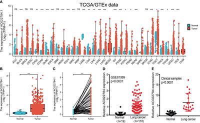 LncRNA-AC02278.4 Is a Novel Prognostic Biomarker That Promotes Tumor Growth and Metastasis in Lung Adenocarcinoma